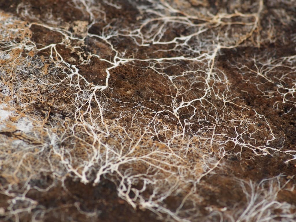 Mycelium net